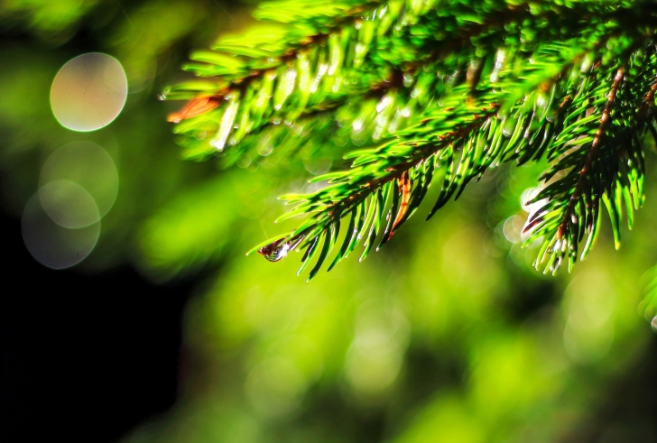 Sfondi Close-Up Spruce Tree Branch