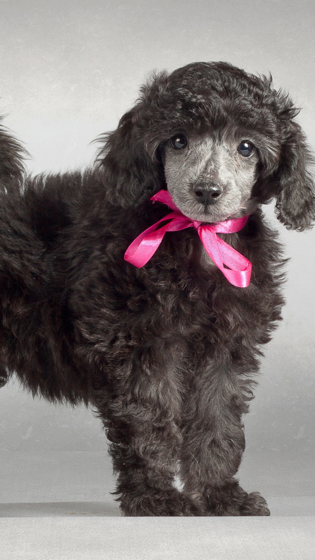 Fondo de pantalla Funny Puppy With Pink Bow 1080x1920