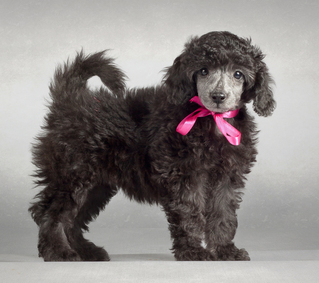 Funny Puppy With Pink Bow wallpaper 1080x960