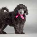 Funny Puppy With Pink Bow wallpaper 128x128