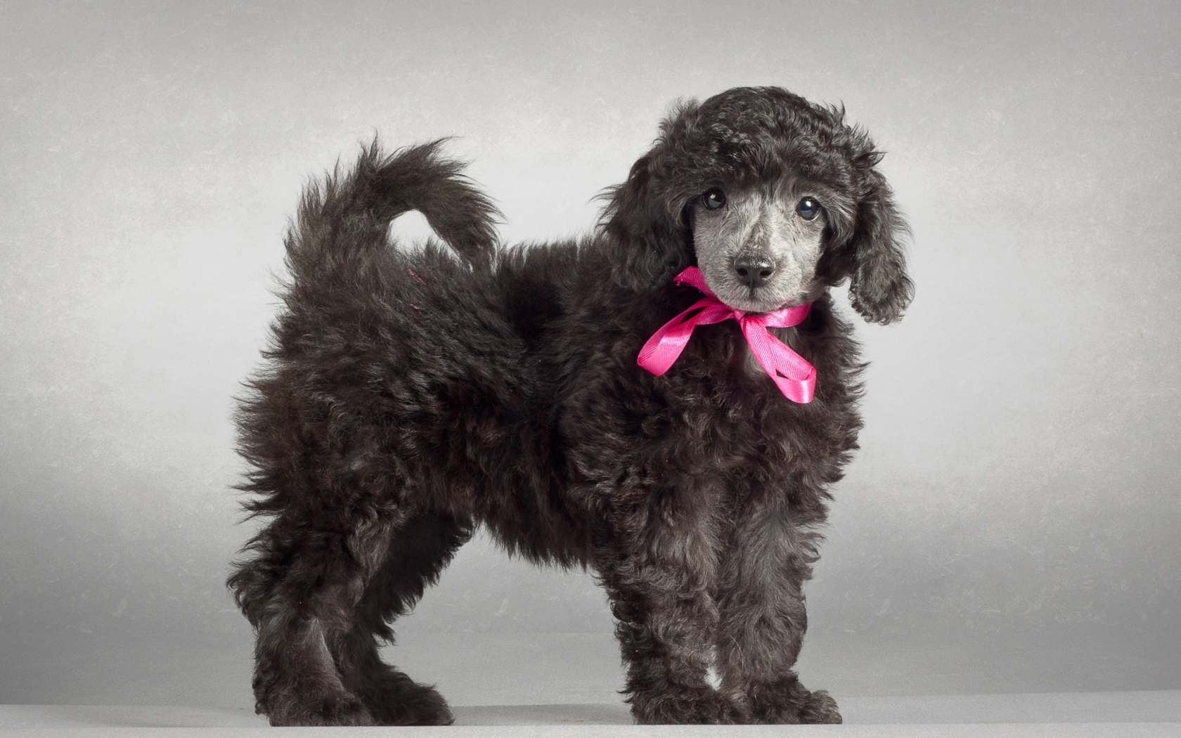Fondo de pantalla Funny Puppy With Pink Bow 1680x1050