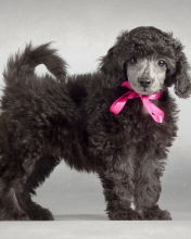 Fondo de pantalla Funny Puppy With Pink Bow 176x220