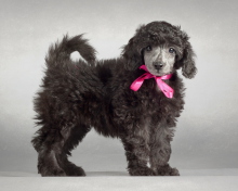 Das Funny Puppy With Pink Bow Wallpaper 220x176