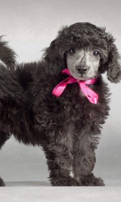 Funny Puppy With Pink Bow wallpaper 240x400