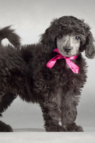 Funny Puppy With Pink Bow wallpaper 320x480