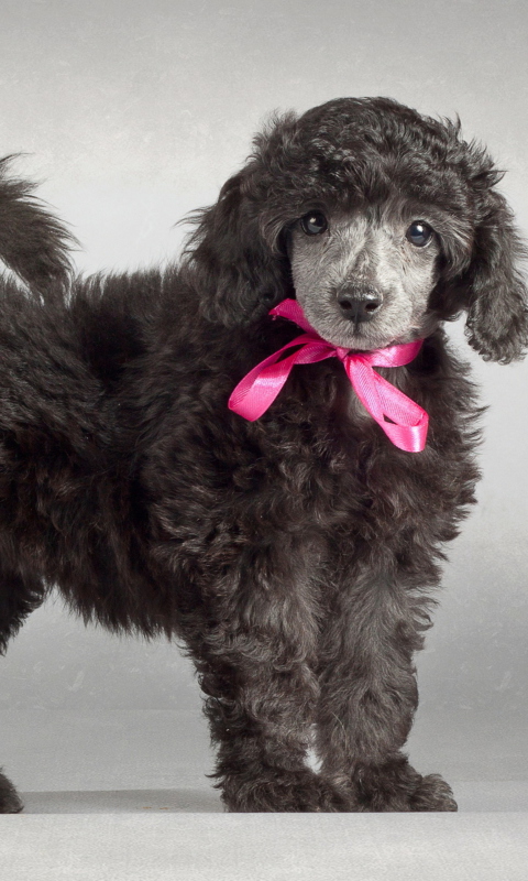 Fondo de pantalla Funny Puppy With Pink Bow 480x800