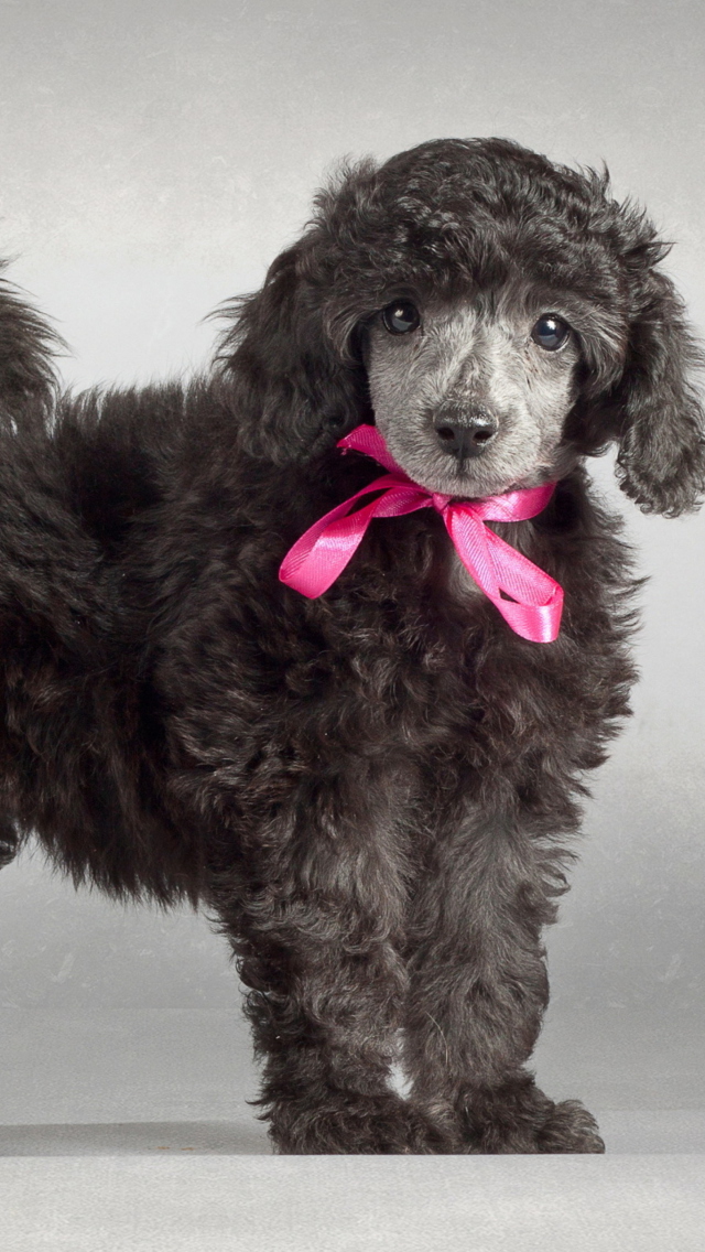 Fondo de pantalla Funny Puppy With Pink Bow 640x1136