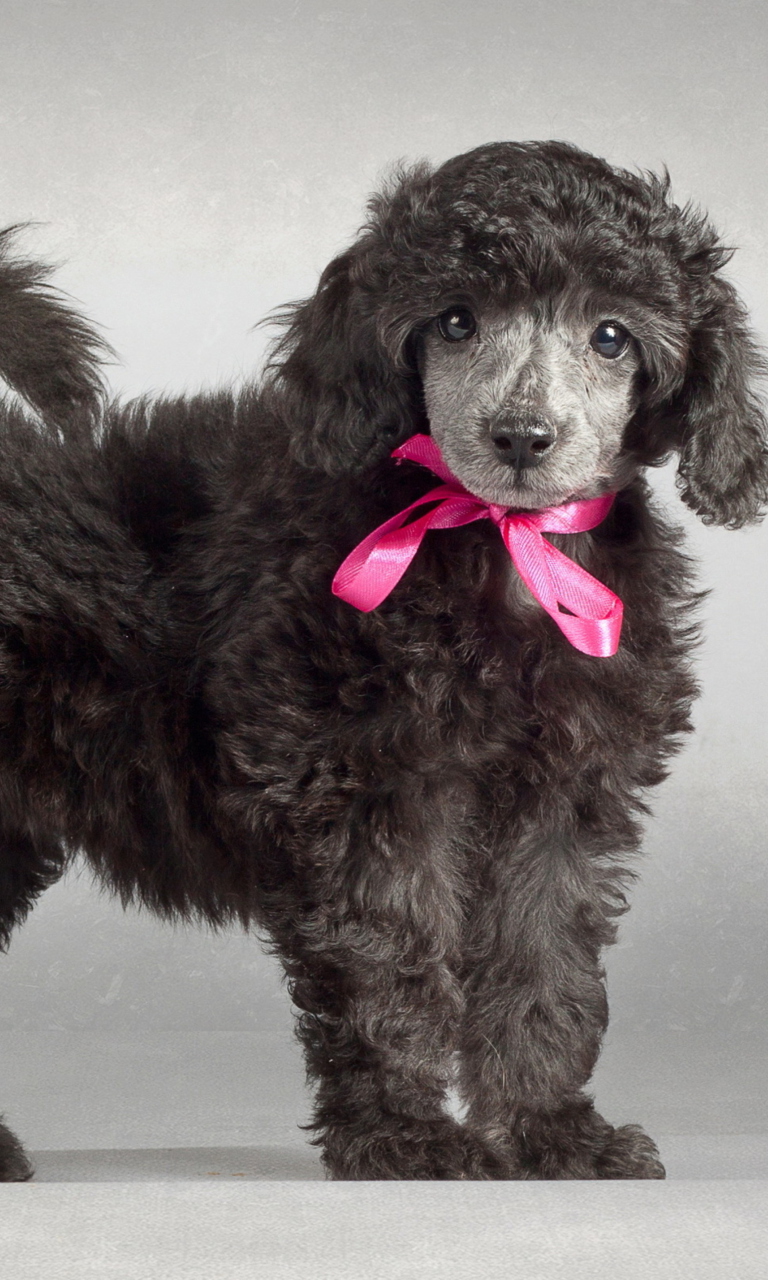 Funny Puppy With Pink Bow wallpaper 768x1280