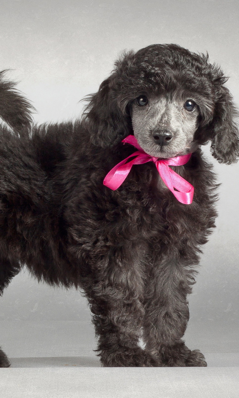 Fondo de pantalla Funny Puppy With Pink Bow 768x1280