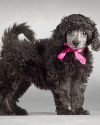 Funny Puppy With Pink Bow - Fondos de pantalla gratis para HTC Titan