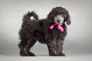 Funny Puppy With Pink Bow sfondi gratuiti per cellulari Android, iPhone, iPad e desktop