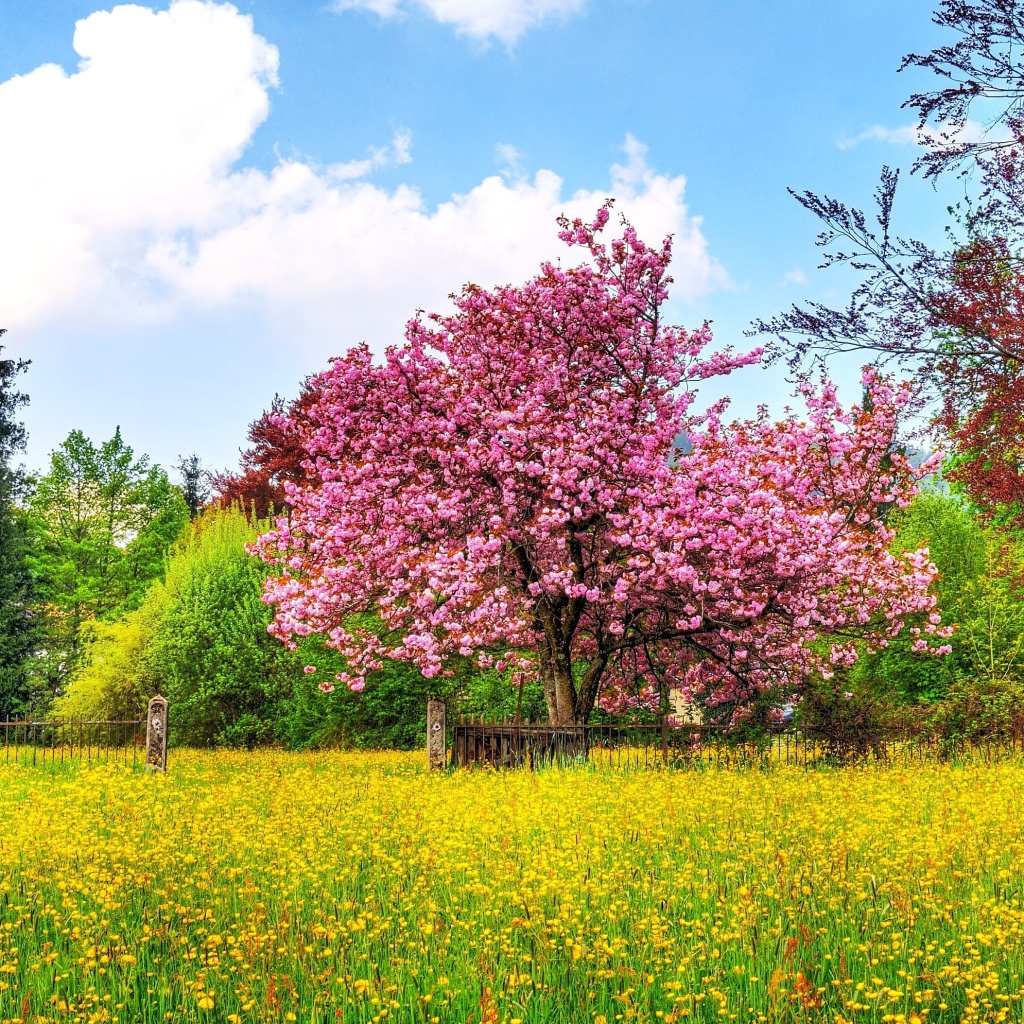 Screenshot №1 pro téma Flowering Cherry Tree in Spring 1024x1024