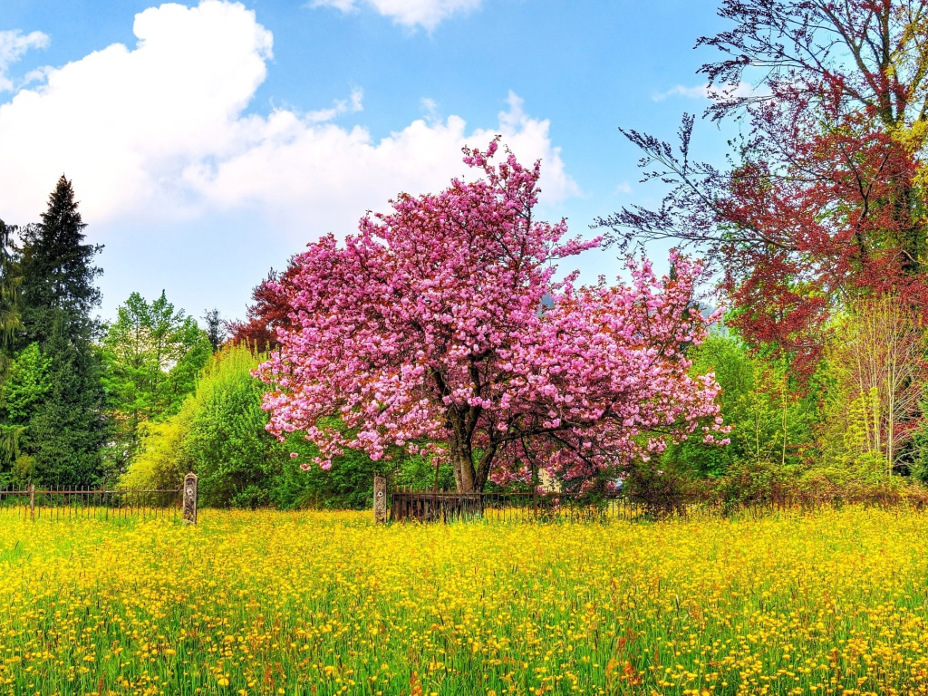 Обои Flowering Cherry Tree in Spring 1024x768