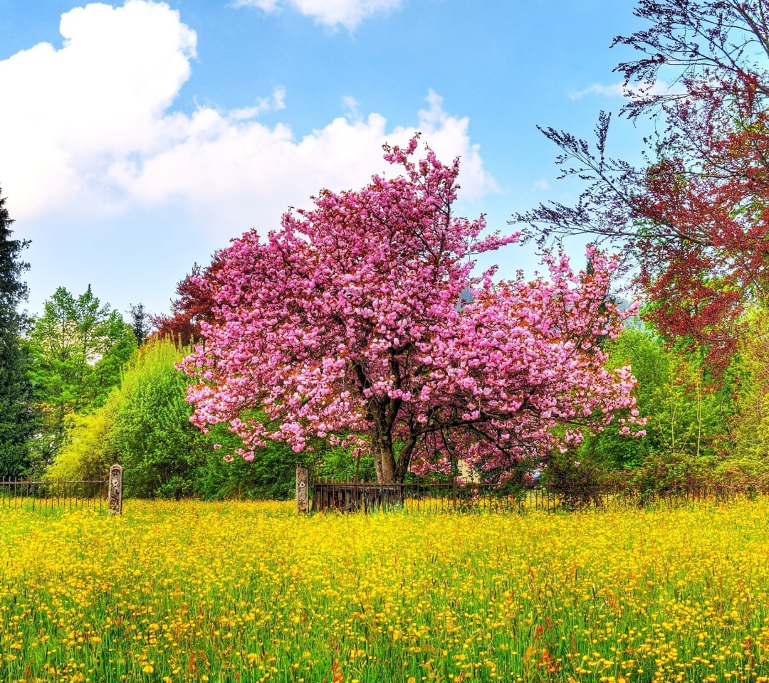 Обои Flowering Cherry Tree in Spring 1080x960