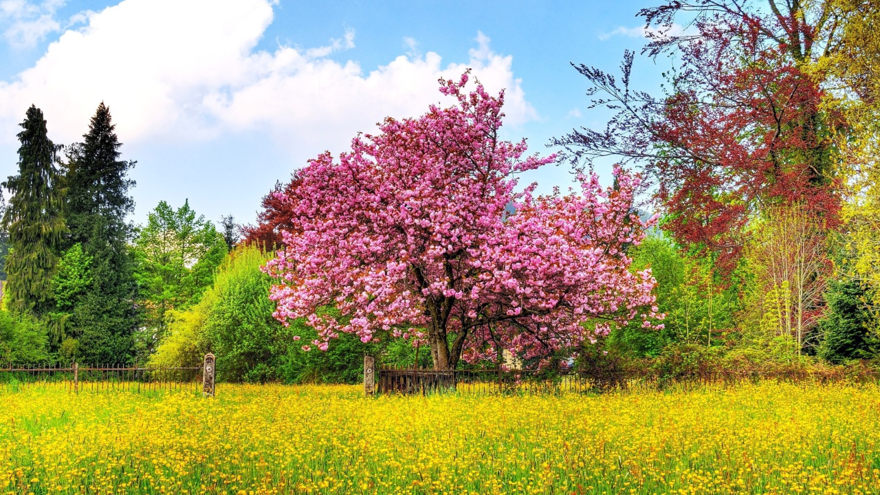 Flowering Cherry Tree in Spring screenshot #1 1280x720