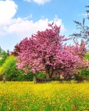 Flowering Cherry Tree in Spring screenshot #1 128x160
