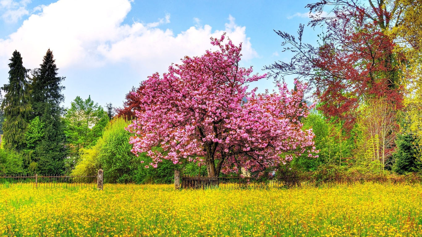 Flowering Cherry Tree in Spring screenshot #1 1366x768