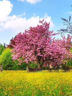 Flowering Cherry Tree in Spring wallpaper 240x320