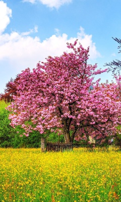 Обои Flowering Cherry Tree in Spring 240x400