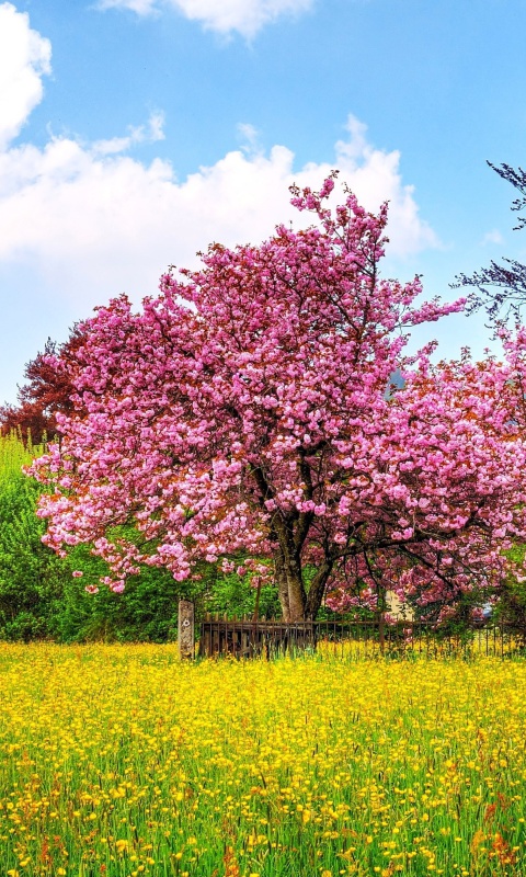 Обои Flowering Cherry Tree in Spring 480x800