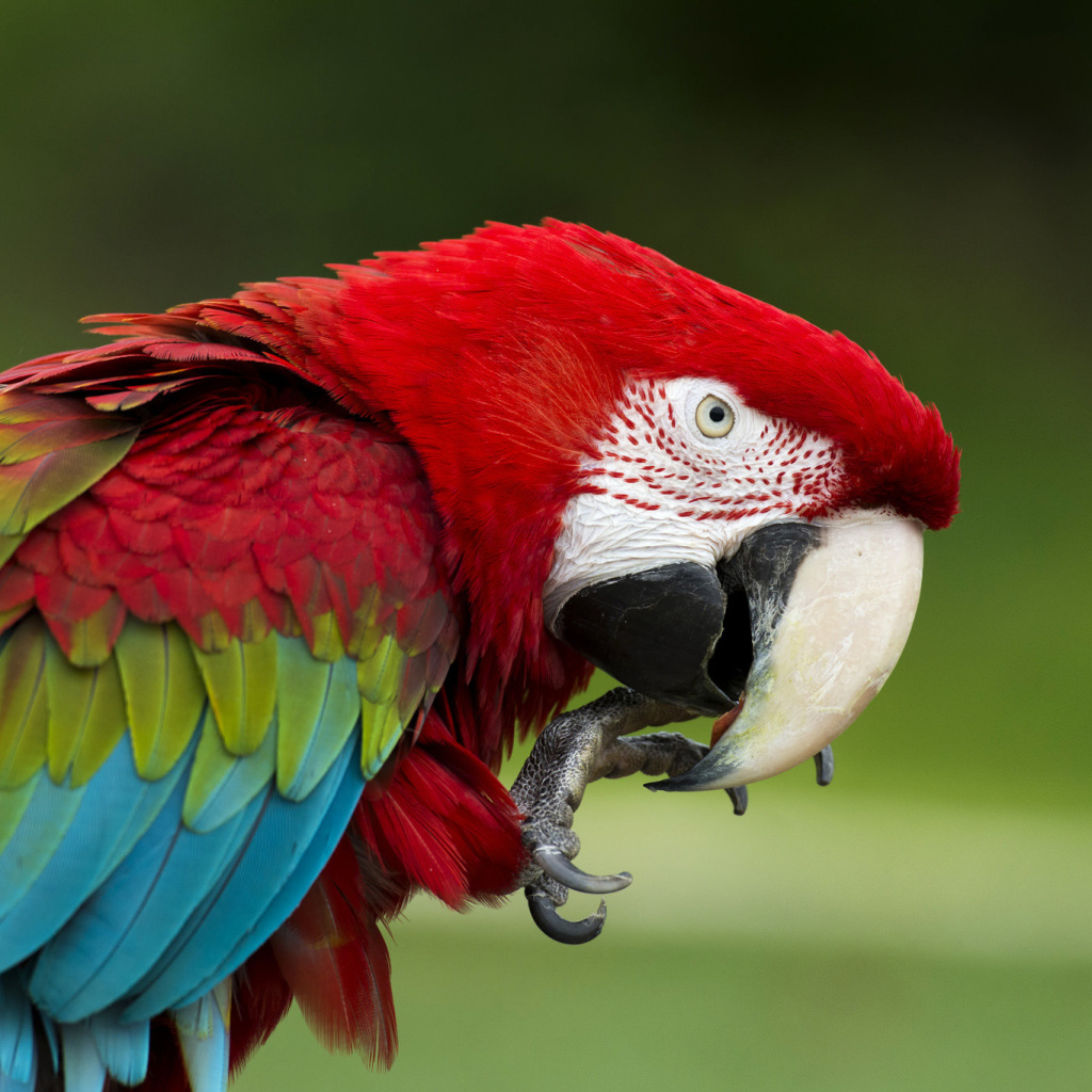 Green winged macaw wallpaper 1024x1024