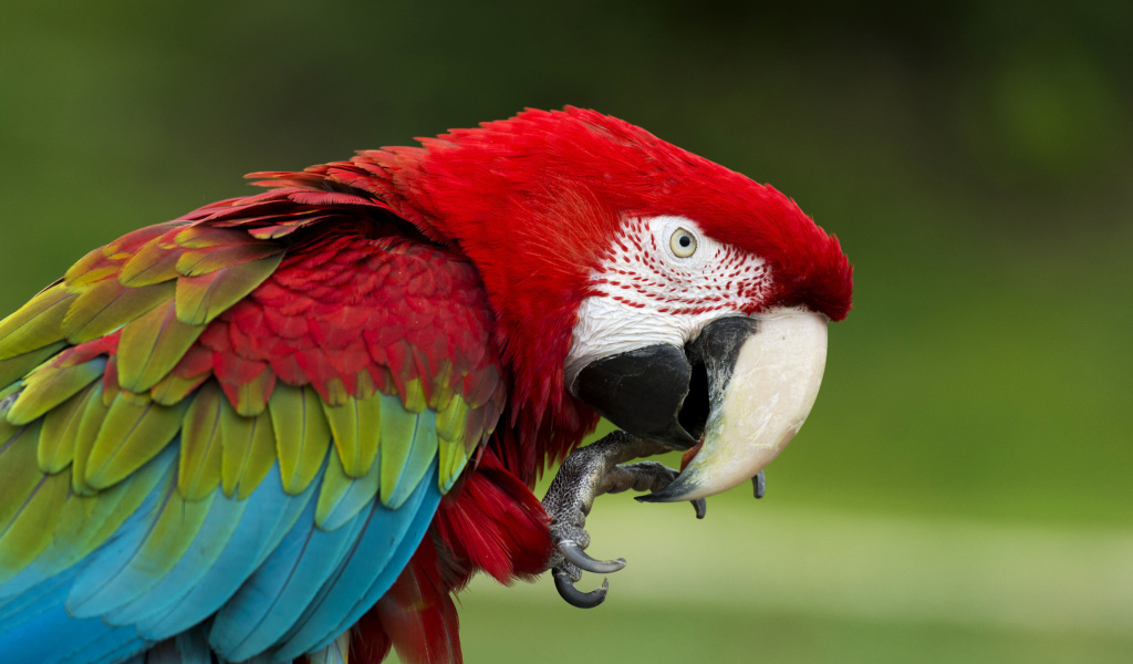 Обои Green winged macaw 1024x600