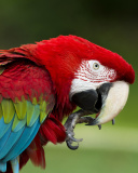 Screenshot №1 pro téma Green winged macaw 128x160