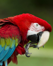 Green winged macaw wallpaper 176x220