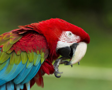 Green winged macaw wallpaper 220x176