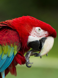 Обои Green winged macaw 240x320