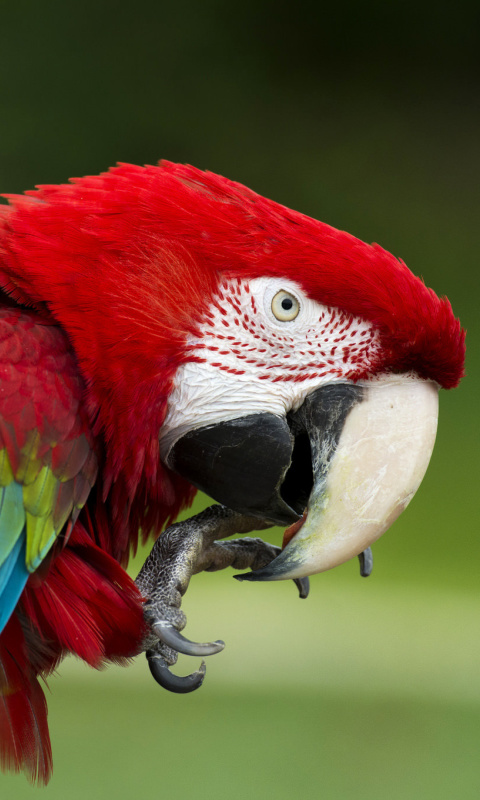 Green winged macaw wallpaper 480x800