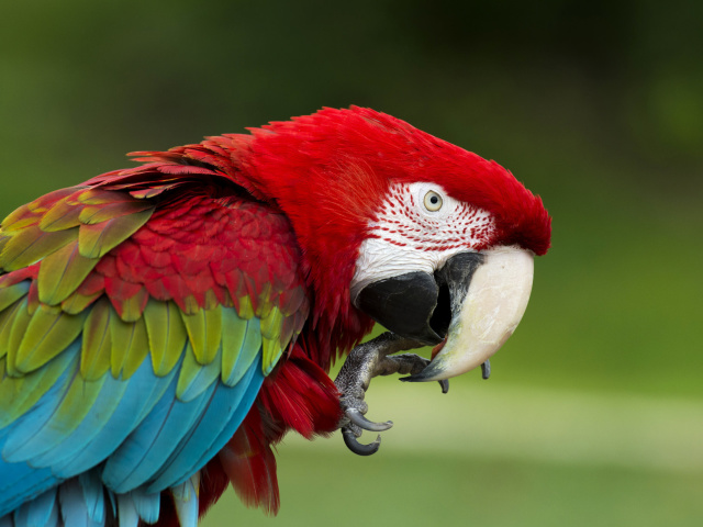 Обои Green winged macaw 640x480