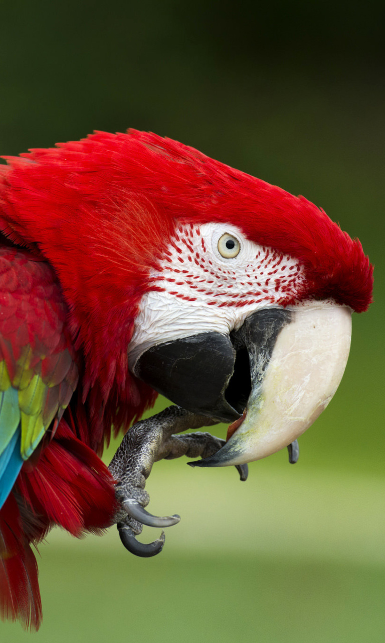 Green winged macaw wallpaper 768x1280
