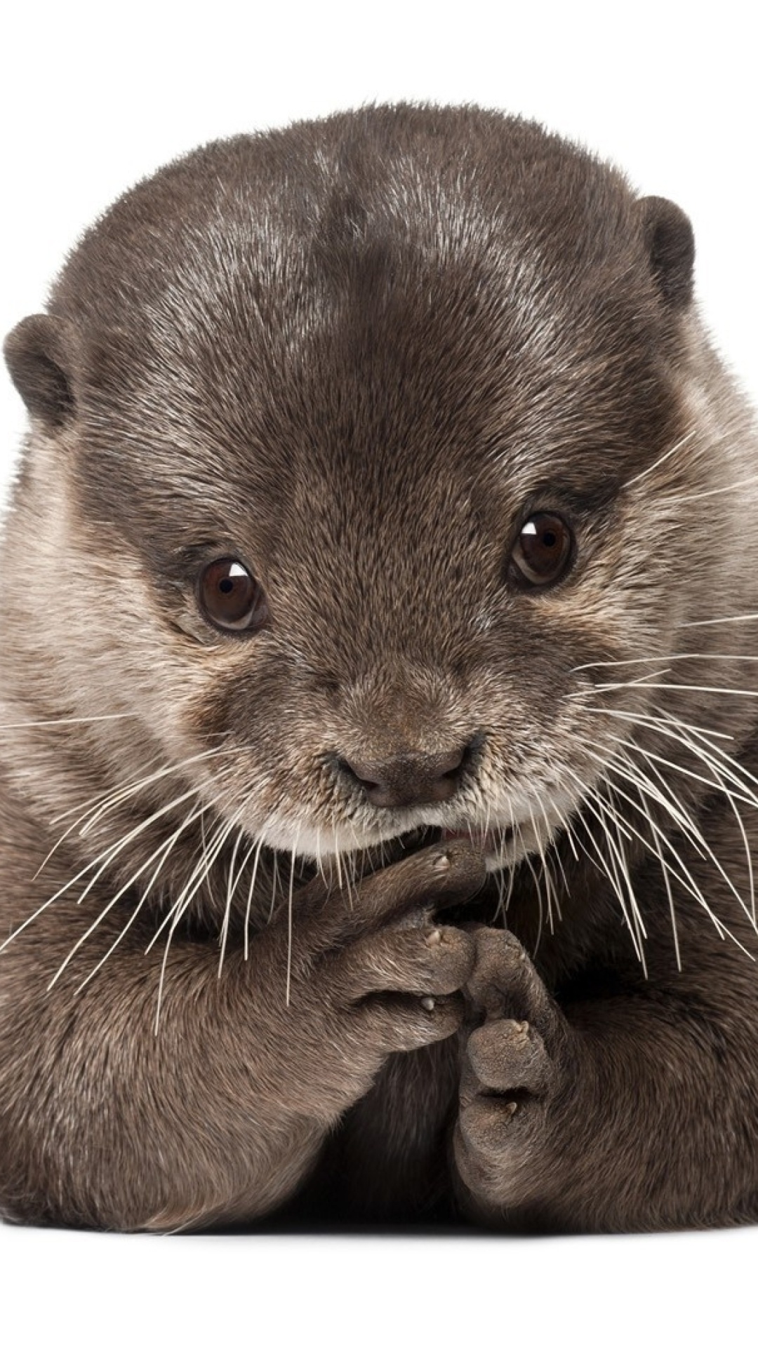 Das Otter Wallpaper 1080x1920