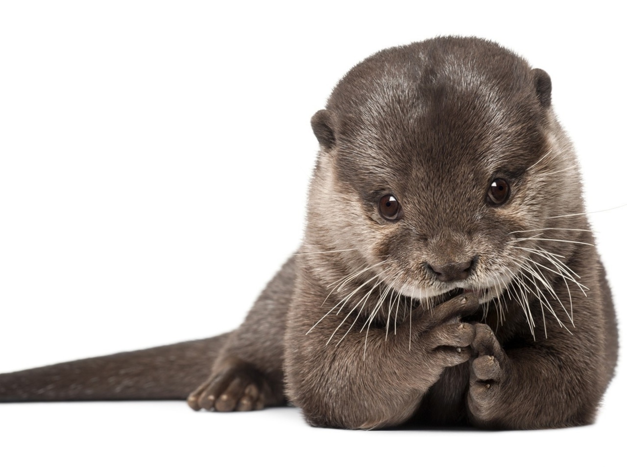 Das Otter Wallpaper 1280x960