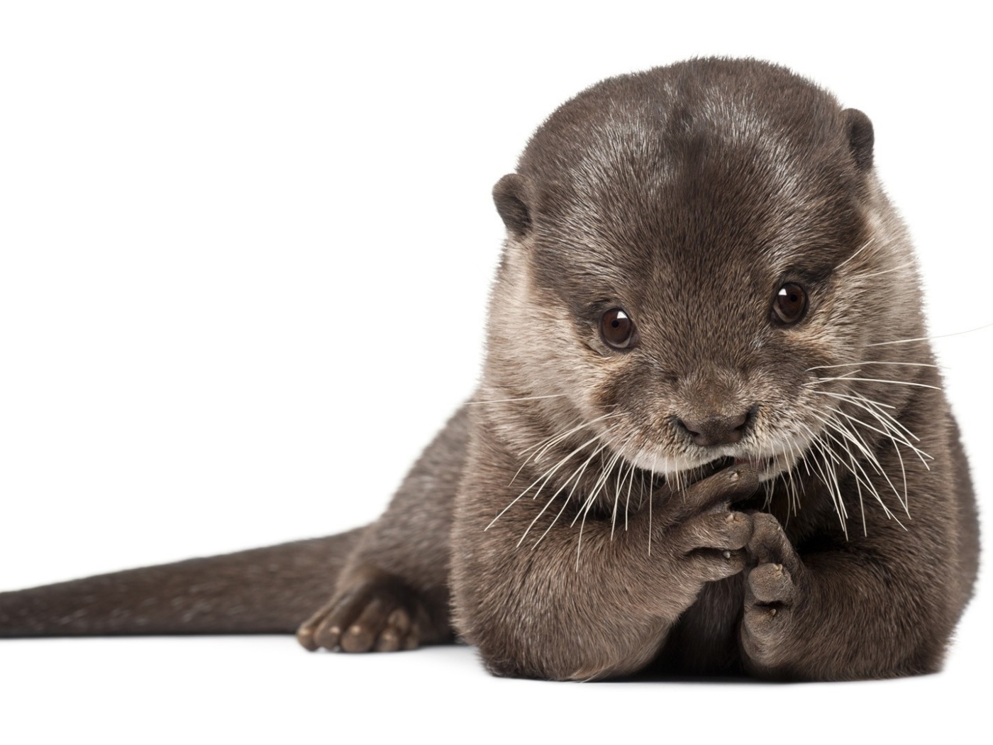 Otter wallpaper 1400x1050