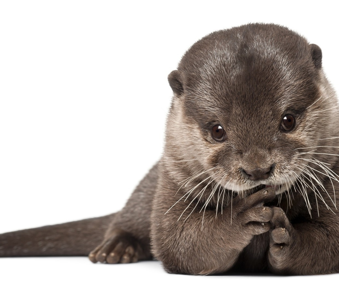 Fondo de pantalla Otter 1440x1280