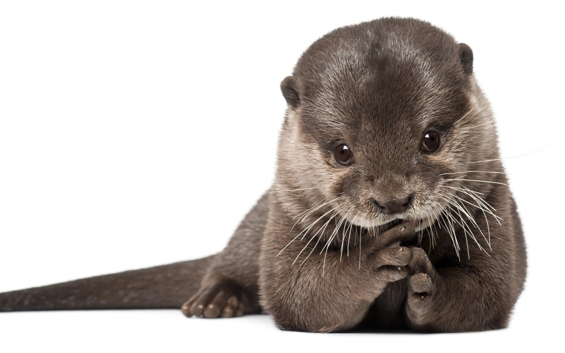 Otter wallpaper 1920x1200