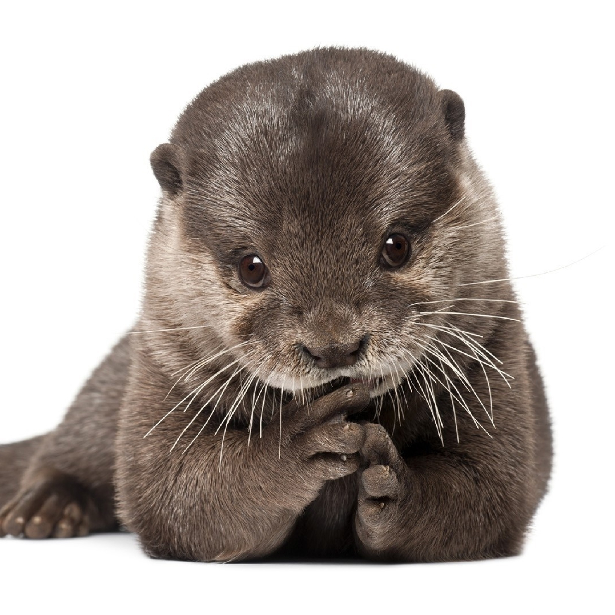 Otter wallpaper 2048x2048