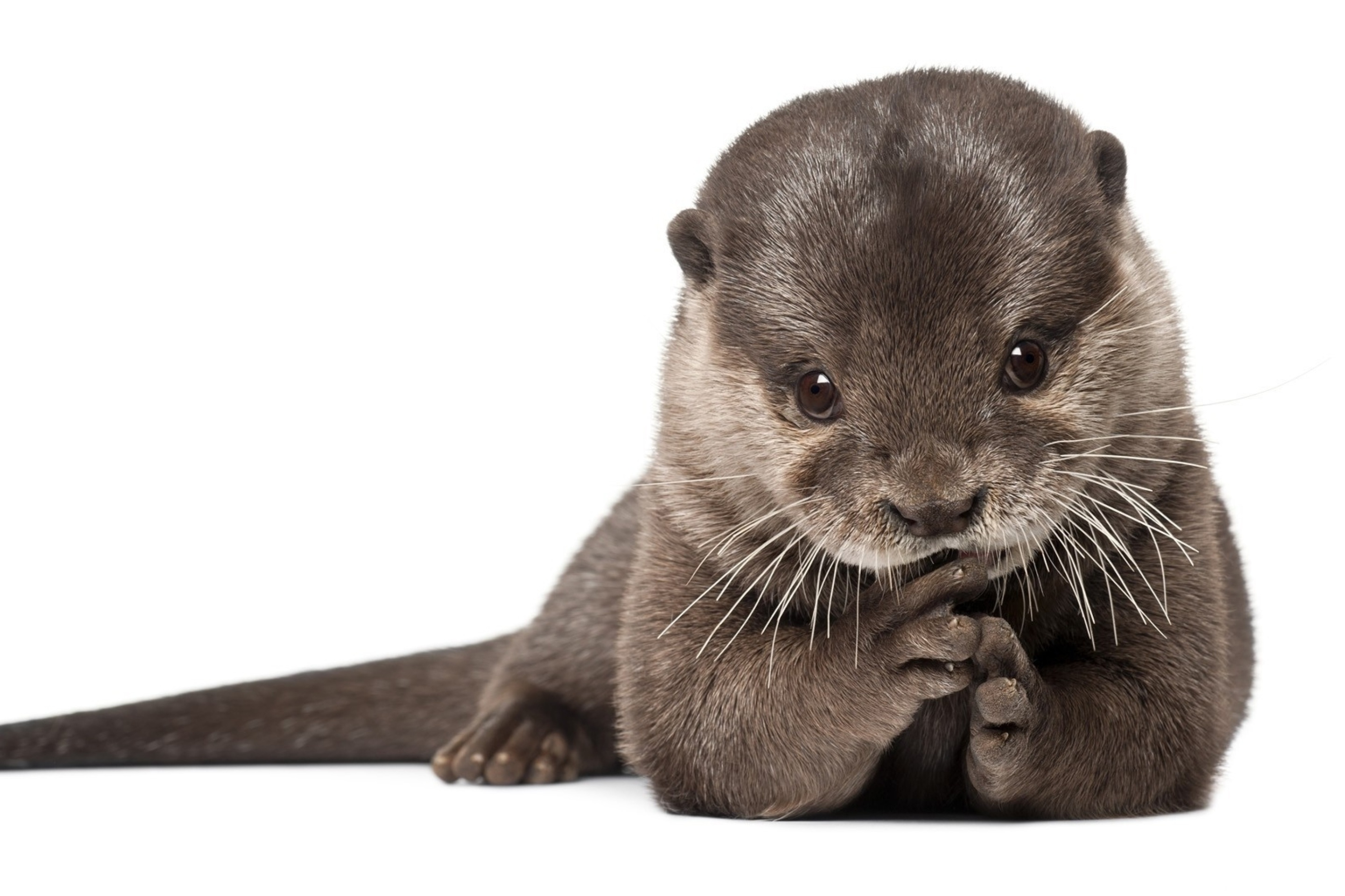 Otter wallpaper 2880x1920