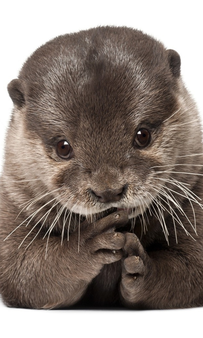 Fondo de pantalla Otter 768x1280