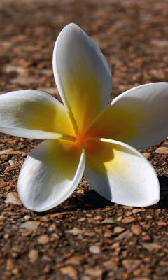 Fallen Flower screenshot #1 240x400