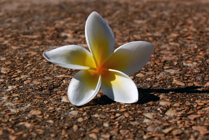 Sfondi Fallen Flower