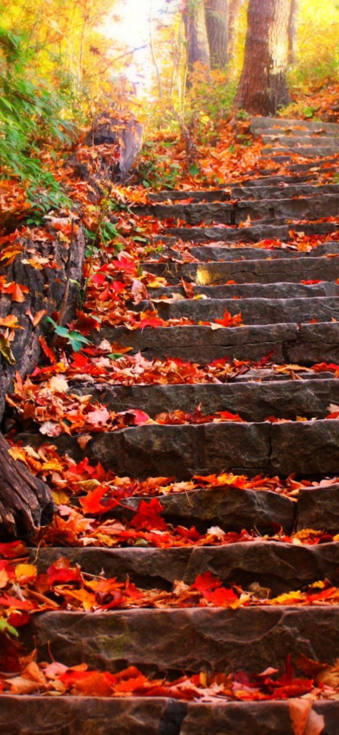 Fondo de pantalla Red Leaves On Stairs 1170x2532