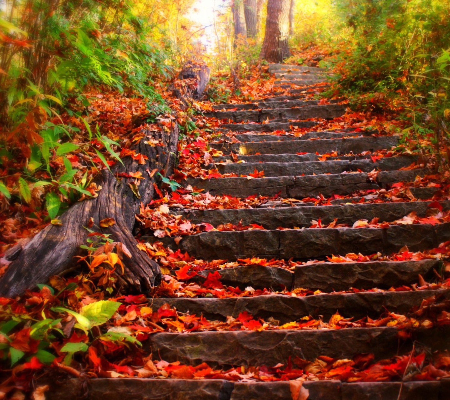 Fondo de pantalla Red Leaves On Stairs 1440x1280