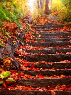 Red Leaves On Stairs wallpaper 240x320
