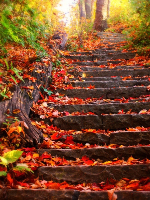Sfondi Red Leaves On Stairs 480x640