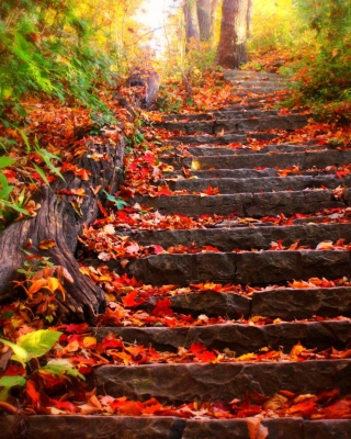 Red Leaves On Stairs Background for 240x320
