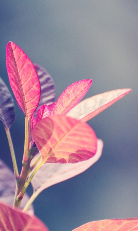 Pink Leaves screenshot #1 480x800