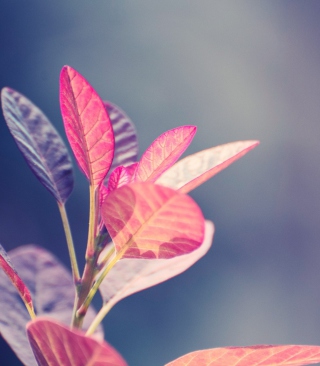Pink Leaves - Obrázkek zdarma pro Nokia Asha 310